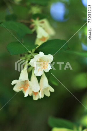 春から初夏の花木・ツクバネウツギ 77055218