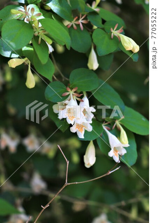 春から初夏の花木 ツクバネウツギの写真素材 春から初夏の花木 ツクバネウツギの写真素材