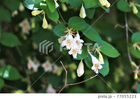 春から初夏の花木・ツクバネウツギ 春から初夏の花木・ツクバネウツギ 77055223