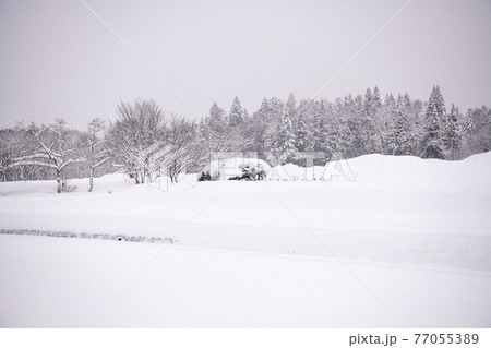 長野県白馬村の雪景色 長野県白馬村の雪景色 77055389