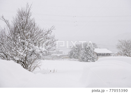 長野県白馬村の雪景色 77055390