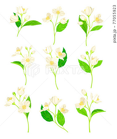 Jasmine Flower With Fragrant White Flowers And のイラスト素材