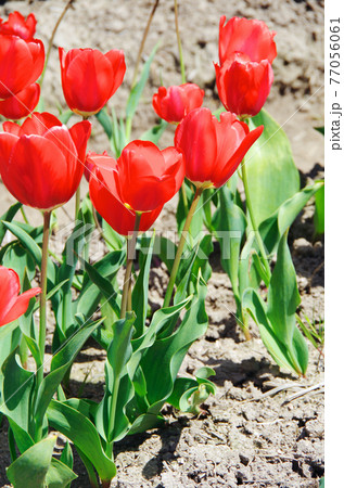【品種：紅輝】艶やかな赤色の花びらのチューリップ 77056061