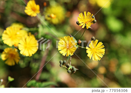 タンポポ 花 植物 77056306