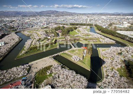 函館、五稜郭公園の桜　北海道函館市五稜郭タワーから 77056482