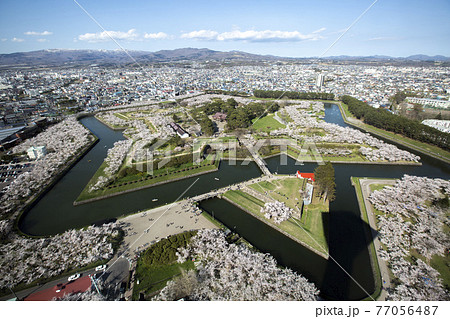 函館、五稜郭公園の桜　北海道函館市五稜郭タワーから 77056487