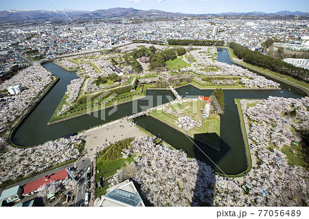 函館、五稜郭公園の桜 北海道函館市五稜郭タワーから 函館、五稜郭公園の桜 北海道函館市五稜郭タワーから 77056489