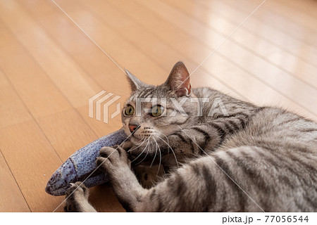ぬいぐるみで遊ぶ猫 サバトラ猫 ぬいぐるみで遊ぶ猫 サバトラ猫 77056544