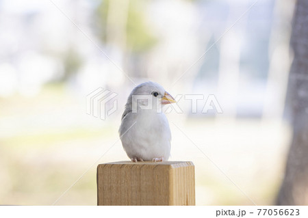 白文鳥のヒナ 77056623