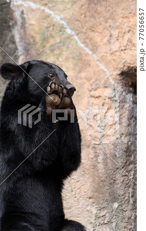可愛いポーズ ツキノワグマの写真素材
