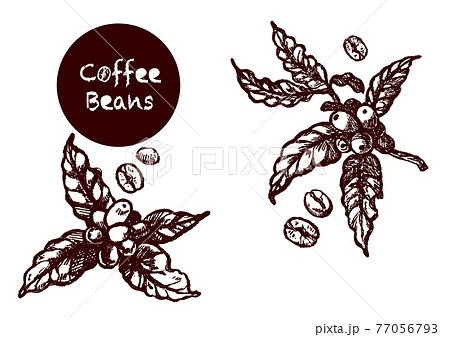 コーヒー豆とコーヒーチェリーの手描きイラスト のイラスト素材
