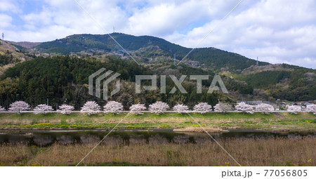 桜と田舎道 桜と田舎道 77056805