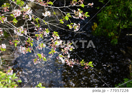 桜満開 春の志高湖 桜満開 春の志高湖 77057226
