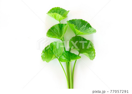 Closeup leaf of Gotu kola, Asiatic pennywort, Indian pennywort on white background, herb and medical concept, selective focus 77057291