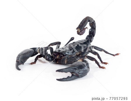 Emperor scorpion isolated on white background 77057293
