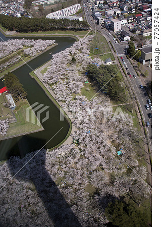 【縦構図】五稜郭タワーから見る桜と渋滞する道路 北海道函館市にて 【縦構図】五稜郭タワーから見る桜と渋滞する道路 北海道函館市にて 77057424