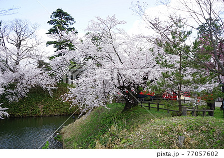 桜の名所 弘前城 桜の名所 弘前城 77057602