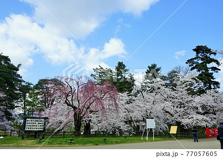 桜の名所 弘前城 桜の名所 弘前城 77057605