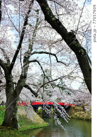 桜の名所　弘前城 77057609