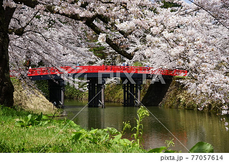 桜の名所　弘前城 77057614
