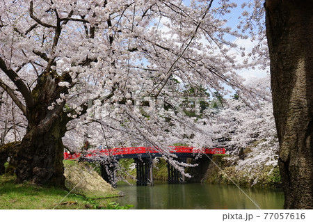 桜の名所 弘前城 桜の名所 弘前城 77057616