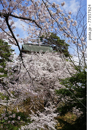 桜の名所 弘前城 桜の名所 弘前城 77057624