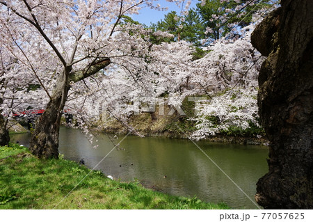 桜の名所 弘前城 桜の名所 弘前城 77057625