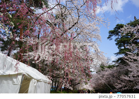 桜の名所 弘前城 桜の名所 弘前城 77057631