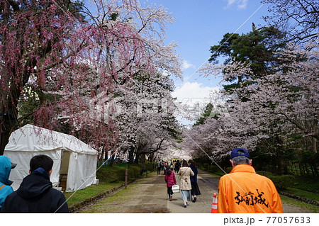 桜の名所　弘前城 77057633