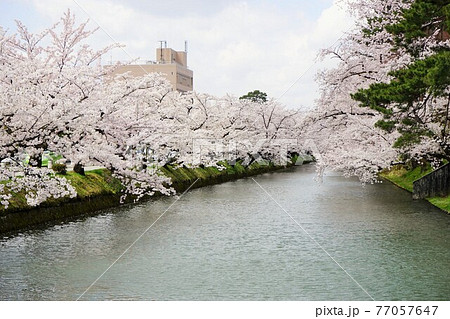 桜の名所　弘前城 77057647