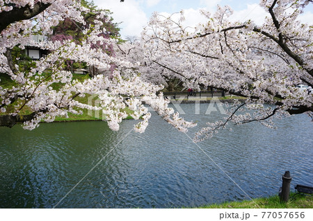 桜の名所 弘前城 桜の名所 弘前城 77057656