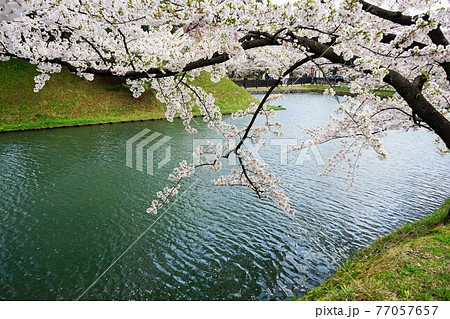 桜の名所　弘前城 77057657