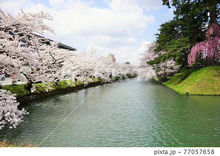 桜の名所 弘前城 桜の名所 弘前城 77057658