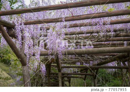 龍王公園藤棚 龍王公園藤棚 77057955