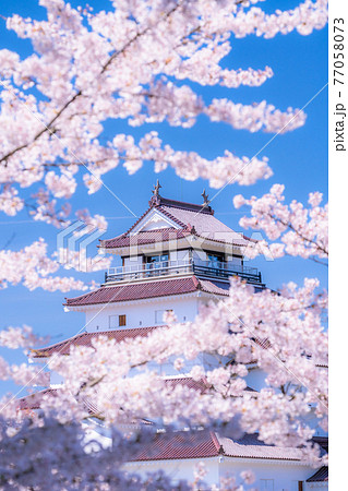 《福島県》桜満開・鶴ヶ城《城にフォーカス》 77058073