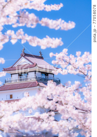 《福島県》桜満開・鶴ヶ城《城にフォーカス》 77058078