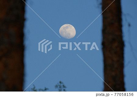 夕方の月（13夜月、月齢12）樹木あり・2021年4月24日 77058156