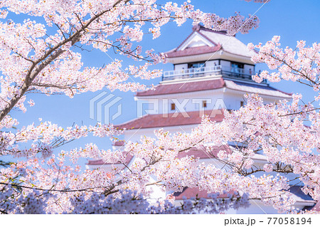 《福島県》桜満開・鶴ヶ城《桜にフォーカス》 《福島県》桜満開・鶴ヶ城《桜にフォーカス》 77058194