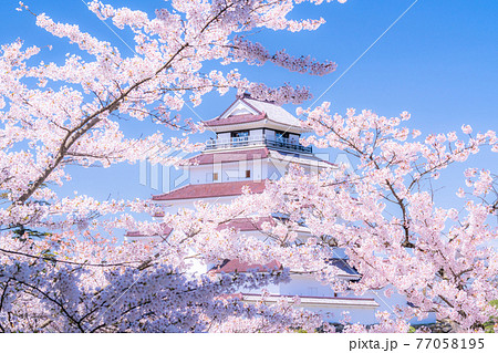 《福島県》桜満開・鶴ヶ城《桜にフォーカス》 《福島県》桜満開・鶴ヶ城《桜にフォーカス》 77058195