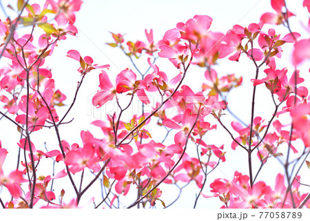 街路で美しく咲くピンクのハナミズキの写真素材