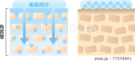 浸透力の高い肌と低い肌　断面図 77058801