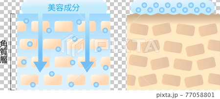 浸透力の高い肌と低い肌　断面図 77058801