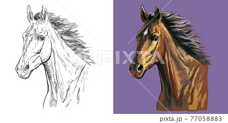 Vector illustration portrait of horse with a flowing mane Vector illustration portrait of horse with a flowing mane 77058883