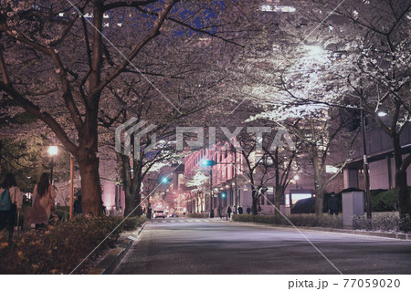 江戸桜通りの夜桜 江戸桜通りの夜桜 77059020