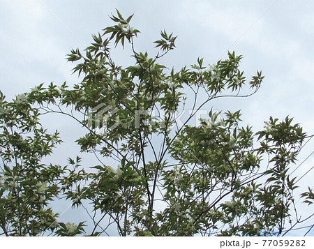アオダモの花 77059282