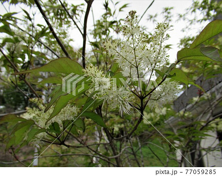 アオダモの花の写真素材