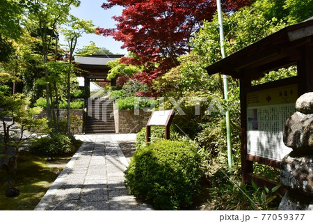 鎌倉市 海蔵寺山門と参道と新緑 鎌倉市 海蔵寺山門と参道と新緑 77059377
