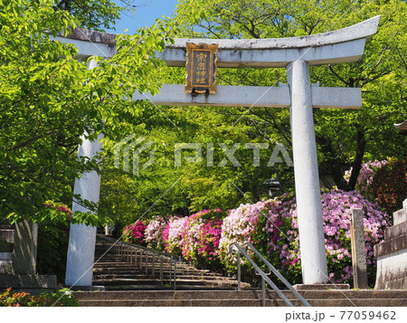 京都　東山　宗忠神社のヒラドツツジ 77059462