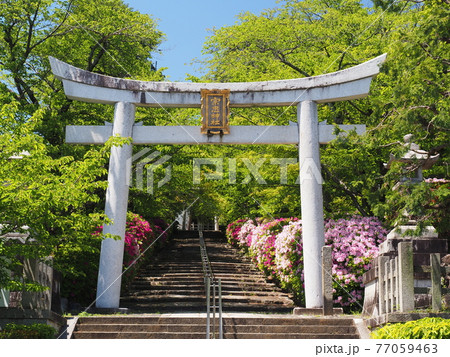 京都 東山 宗忠神社のヒラドツツジ 京都 東山 宗忠神社のヒラドツツジ 77059463