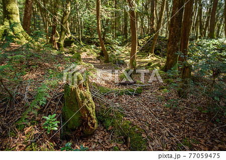 (山梨県)青木ヶ原樹海の木々と木漏れ日 (山梨県)青木ヶ原樹海の木々と木漏れ日 77059475